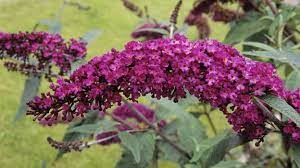 Buddleia The Plant That Dominates Britain S Railways Bbc News
