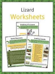 Lizard Facts Worksheets Habitat Species Information For