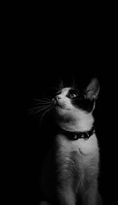 Cool Sevimlihayvanlar Hayvansever Cat Catsandkittens Kedi Hayvanlar Cool Kedi Hayvanlar