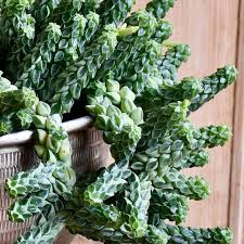 Pin On Interior Gardens And Houseplants