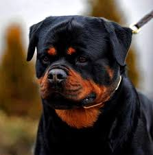 cesur heybetli kopek rottweiler kopek yavru kopek