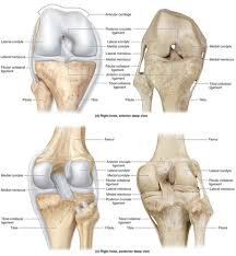 Jun 04, 2021 · introduction — as the knee has the largest articulating surface of any joint and is weightbearing, it is not surprising that it is among the most commonly injured body parts. Module 4 Knee And Popliteal Fossa Flashcards Quizlet