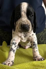 Image result for auvergneský ohař