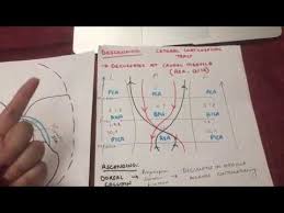 The Stroke Chart W Examples Minutes To Win It Usmle