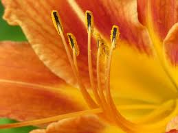 Some, such as the green peach aphid, feed on a variety of plants, while others, such as the rosy apple aphid, focus on one or just a few plant hosts. Orange Daylily Pictures Flowers Leaves Identification Hemerocallis Fulva