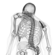 Humans also have a curved spine like the letter s and a flat, narrow rib cage. Illustration Of Back Bones In Human Skeleton On White Background Digital Skeletal Stock Photo 243614116