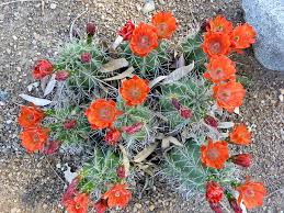 Mar 13, 2013 · learn how to identify invasive, noxious, and sometimes poisonous, pasture weeds that commonly infest horse pastures. Cacti Of West And Southwest Usa