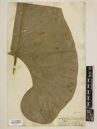 Image result for Sarcophrynium schweinfurthianum