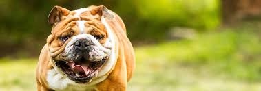 If your toy bulldog is not trained properly, it could try to be the alpha. English Bulldog Breed Facts And Personality Traits Hill S Pet