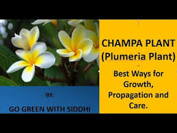 Maybe you would like to learn more about one of these? Champa Plant Best Care And Everything You Need To Know Plumeria Plant Youtube