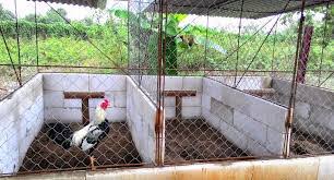 Hal tersebut tentu akan memengaruhi pertumbuhan ayam. 3 Jenis Kandang Ayam Bangkok Ukuran Serta Cara Pembuatannya