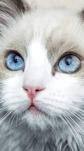 Pin On Mobile Iphone Cat Wallpapers