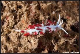 Image result for Isoglossa vulcanicola