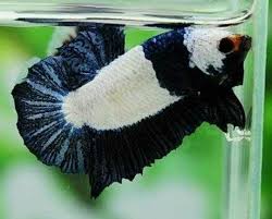 Makanan yang baik bisa membuat ikan cupang cepat besar dan lebih cantik. 35 Terbaik Untuk Ikan Cupang Panda Jonas Mueller