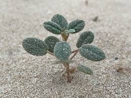 Image result for Limeum