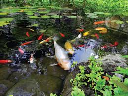 Maybe you would like to learn more about one of these? Florida Atlantic Pond Installation Contractors Atlantic Professional Contractors Apc Atlantic Water Gardens Services