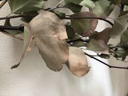 枯れそうになったユーカリ ポポラスは丸坊主で復活する 観葉植物ブログ緑組 植物の育て方