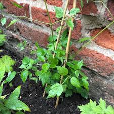 We did not find results for: Clematis Paul Farges Syn Clematis X Fargesioides Clematis Summer Snow Clematis Paul Farges Uploaded By Stevesmith