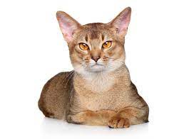 The ticking color is a pinkish grey, which color is at the tip of the tail and soles of the feet as well. Abyssinian Cat Lying On A White Background Stock Photo Image Of Orange Expression 114468656