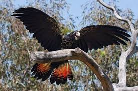 Big Black Bird With Red Neck Red Tailed Black Cockatoo Cockatoo Australian Native Birds Birds Of Australia