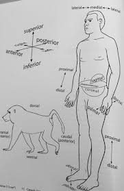 Anatomical Terminology Worksheet Flashcards Quizlet