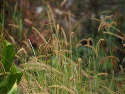 Image result for Setaria sphacelata