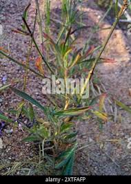 Image result for Syncolostemon canescens