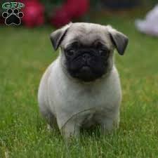 Maybe you would like to learn more about one of these? Pug Puppies For Sale Greenfield Puppies