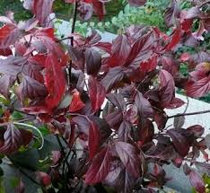 Image result for Iteaceae