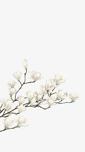 White Flowers White Flowers Plant Png And Psd Flower Art Flower Backgrounds Art Wallpaper