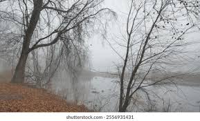 314 Misty Washington Woods Images, Stock Photos, and Vectors