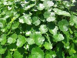 Image result for Hydrocotyle ranunculoides
