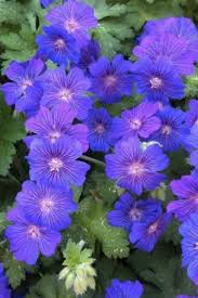Image result for Geranium