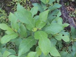 Image result for Ficus exasperata