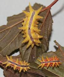 Black And White Striped Caterpillar With Yellow Sides Science News Bugs And Insects Caterpillar Incredible Creatures