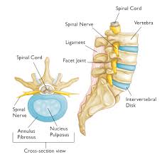 Bones of the pelvis and lower back. How To Tell If You Have A Herniated Disk Orthopedic Sports Medicine