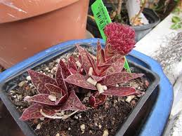 Image result for Crassula alba