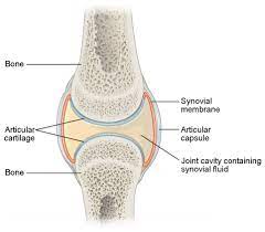 Synovial Joints Anatomy And Physiology I
