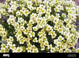 Doctor watson hi-res stock photography and images