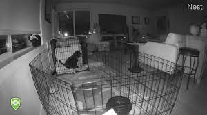 This is where crate training a puppy comes in. Crate Training Your Puppy At Night