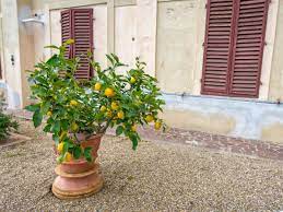 Although some causes of curled leaves are merely eyesores and won't. Tips For Growing Citrus Trees In Pots Kellogg Garden Organics