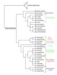 Image result for Araucariaceae