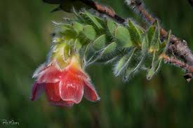 Image result for Macledium zeyheri