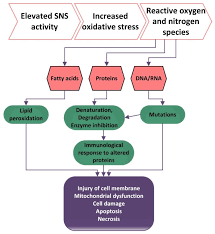 The Pituitary Gland - Australian School Of Meditation & Yoga | Asmy