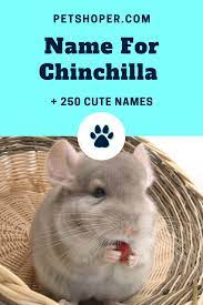Name For Chinchilla 250 Cute Names Interesting Facts Petshoper Cute Pet Names Chinchilla Cute Chinchilla Pet
