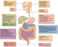 The digestive tract is a series of hollow organs joined in a long, twisting tube from the mouth to the anus. What Are All The Components Of The Digestive System Socratic
