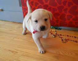 Locked 'n' loaded labs offers started dogs, finished gun dogs and quality lab puppies in the berlin, wisconsin, area. Male Yellow Lab Puppies For Sale In Wisconsin Winter Valley Labs Lab Puppies For Sale