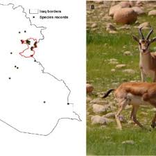 Image result for Dewevrella cochliostema