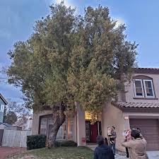 Growth habit the african sumac, for instance, usually is a tall tree that can grow to as high as 25 feet, usually living 50 to 100 years. African Sumac Can Grow In Both Grass Rock Landscapes Las Vegas Review Journal