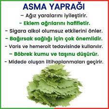 Faydalari Ve Zararlari Www Corek Otu Yagi Com Asmayapragi Beslenme Saglik Sagliklibeslenme Saglikliyasam Herbs Alternative Medicine Natural Medicine